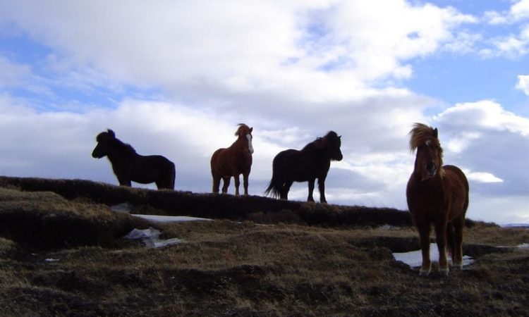 Horses in Svartárkot. Photo by Magnús Skarphéðinsson